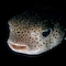 Porcupine Pufferfish